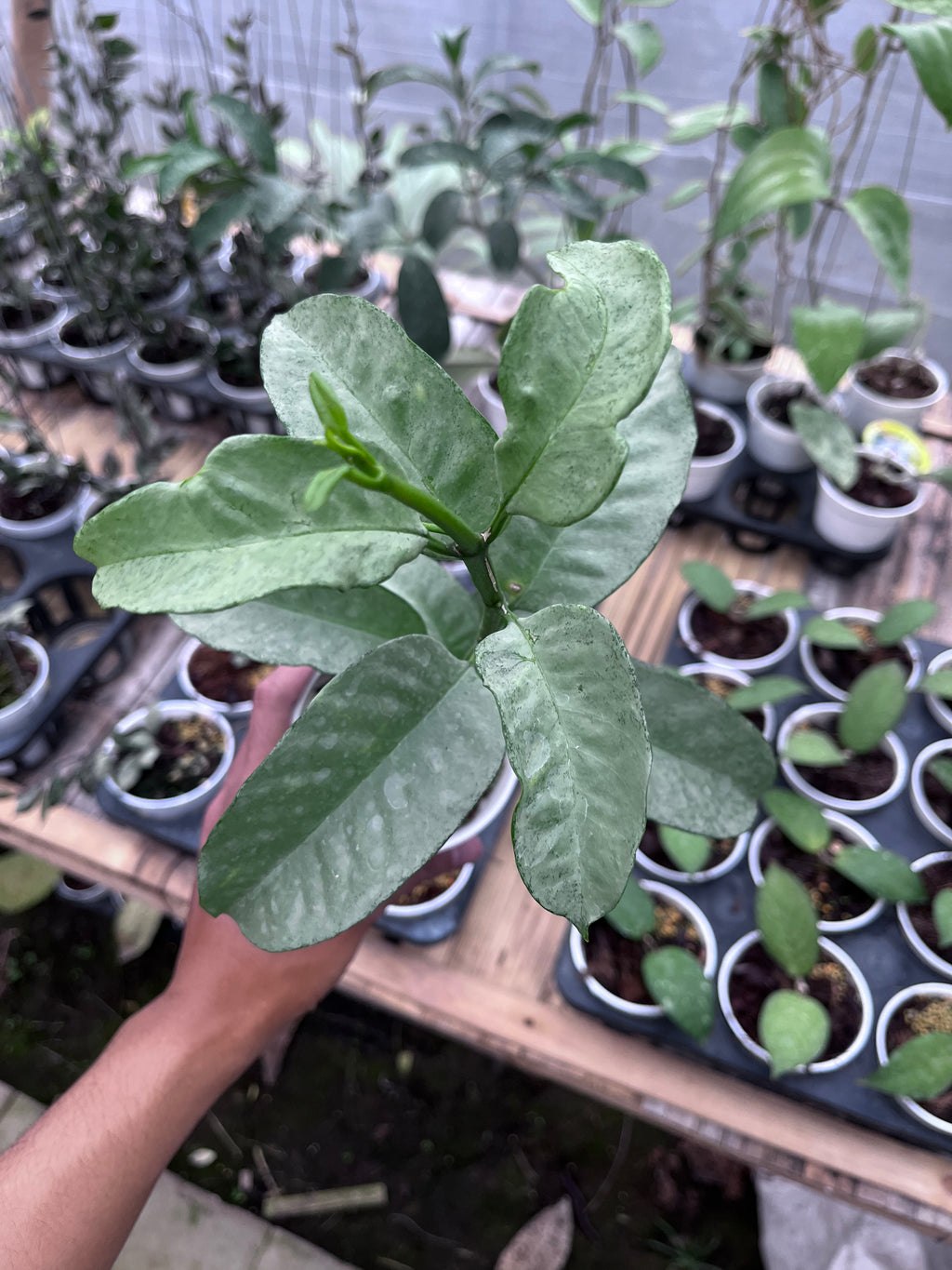 Hoya Multiflora Wonderphill