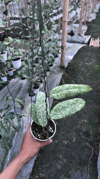 Hoya SLM 004 Silver