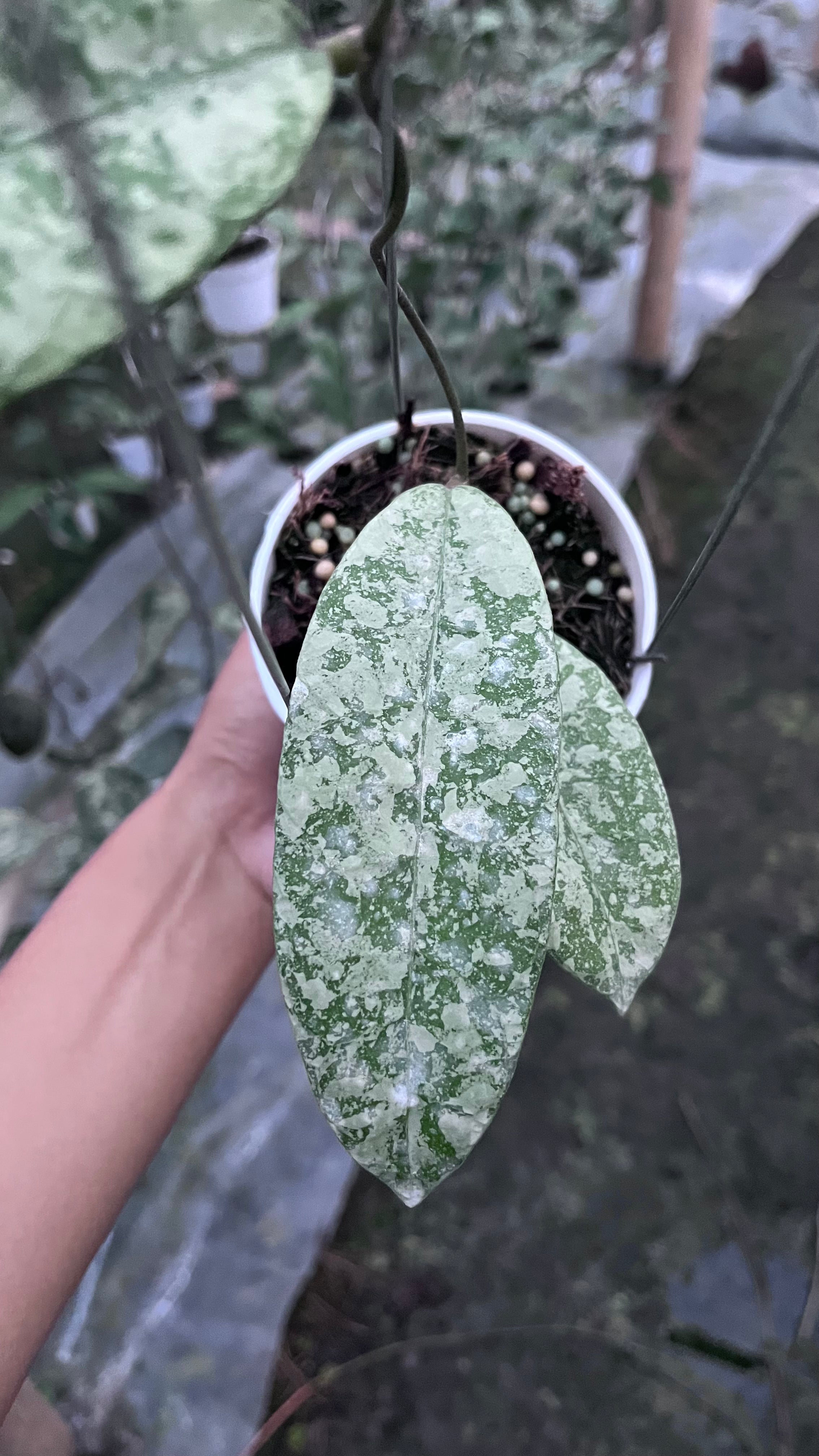 Hoya SLM 004 Silver
