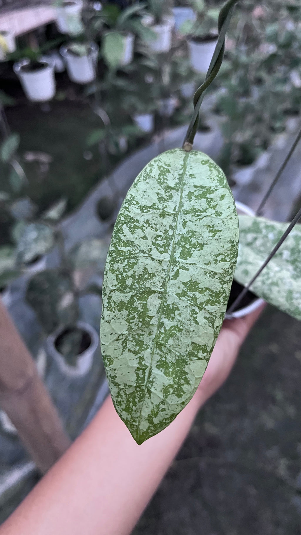 Hoya SLM 004 Silver