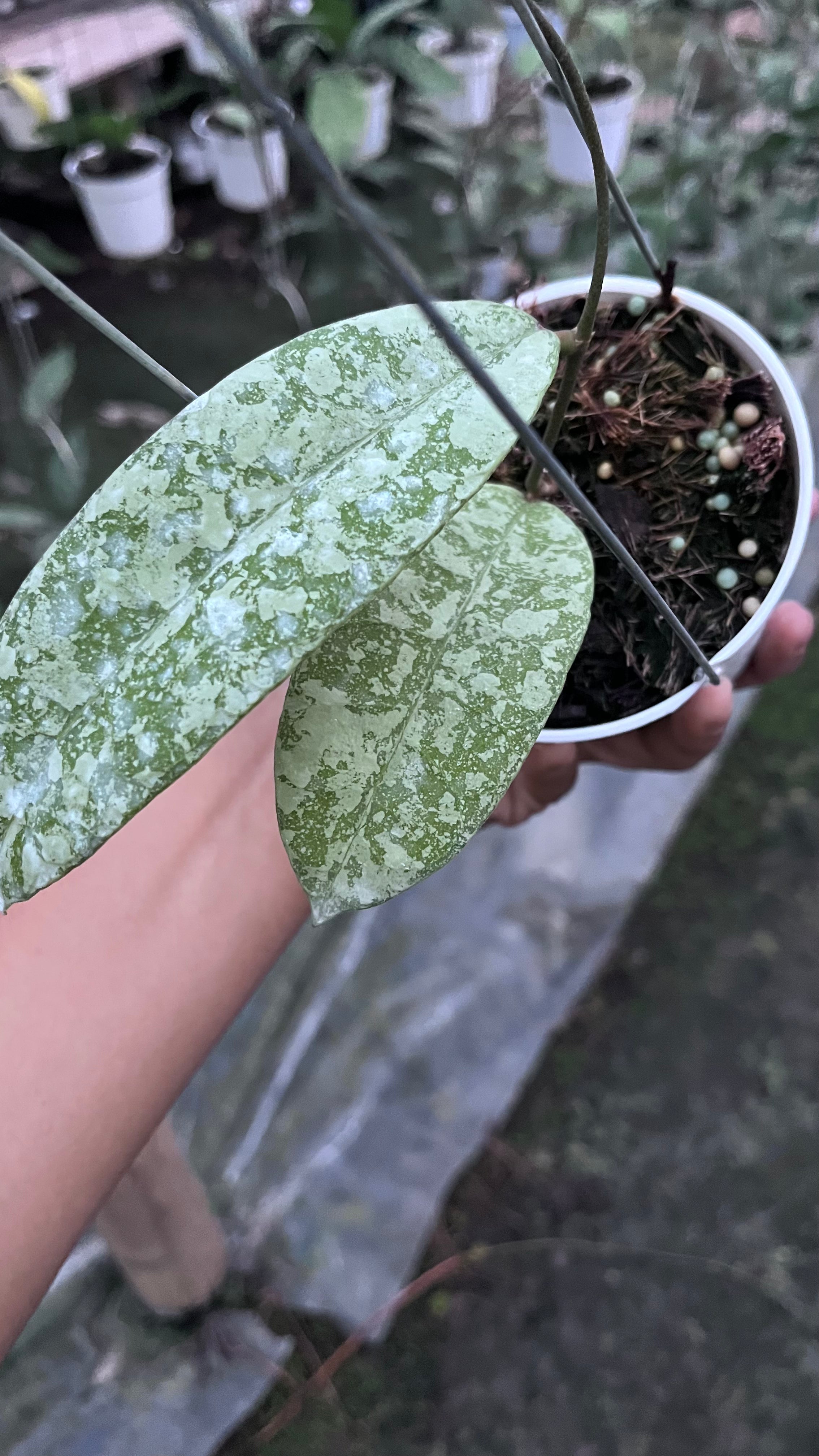 Hoya SLM 004 Silver
