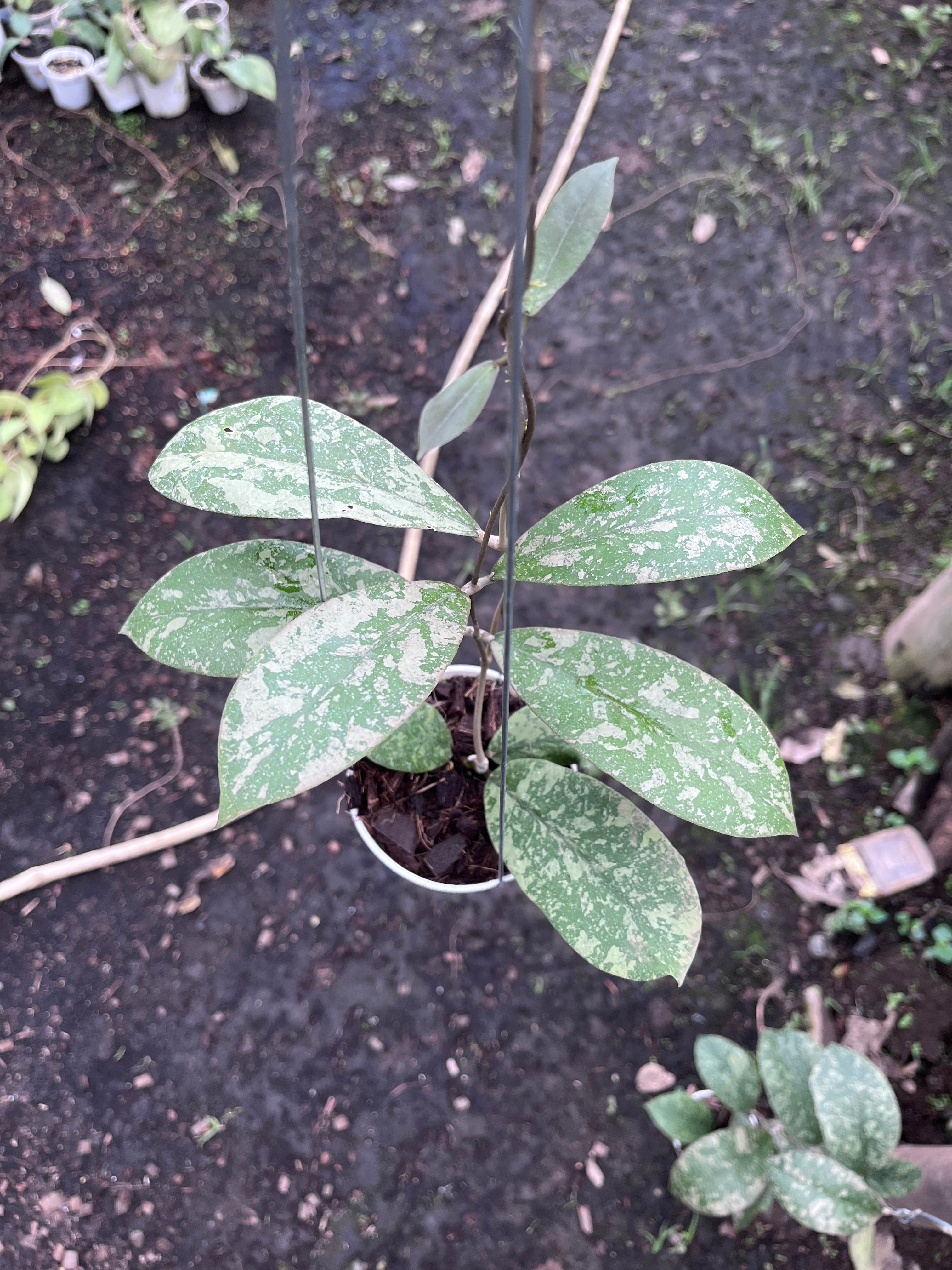 Hoya Kalbar Long Leaf