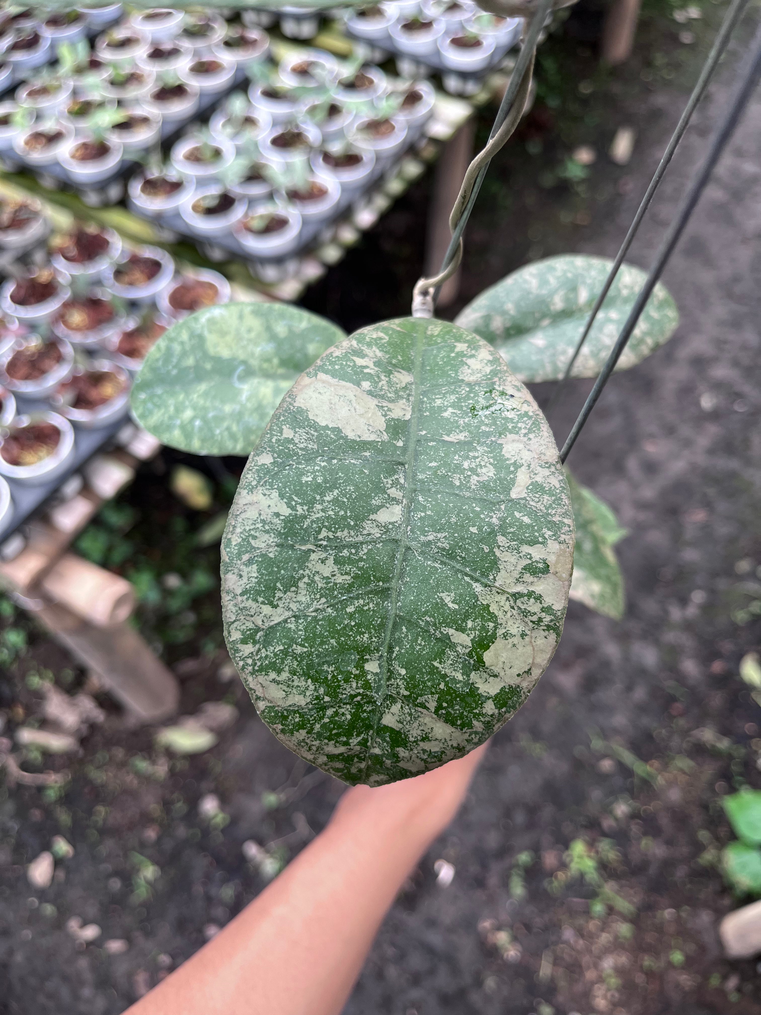 Hoya Kalbar Round Leaf