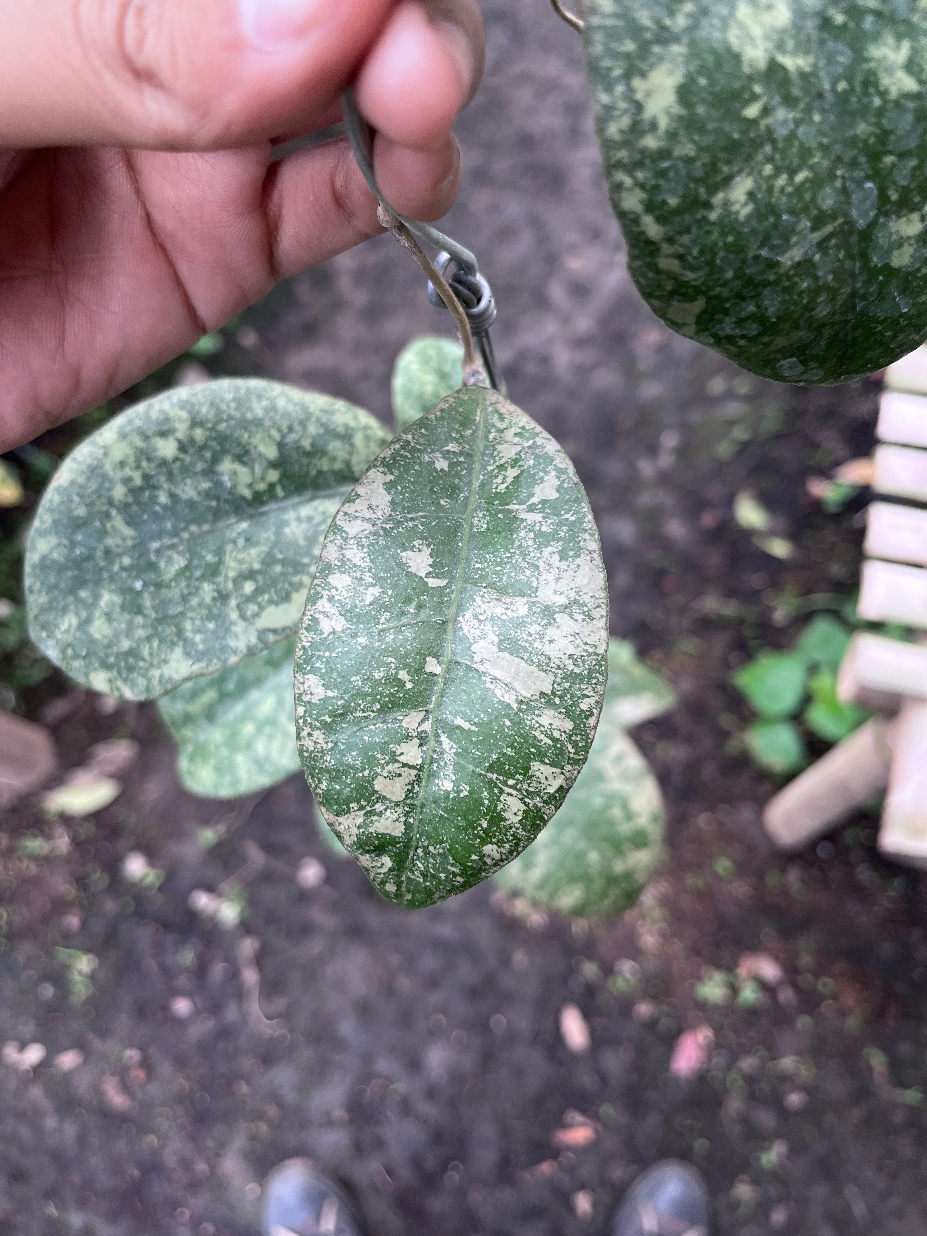 Hoya Kalbar Round Leaf