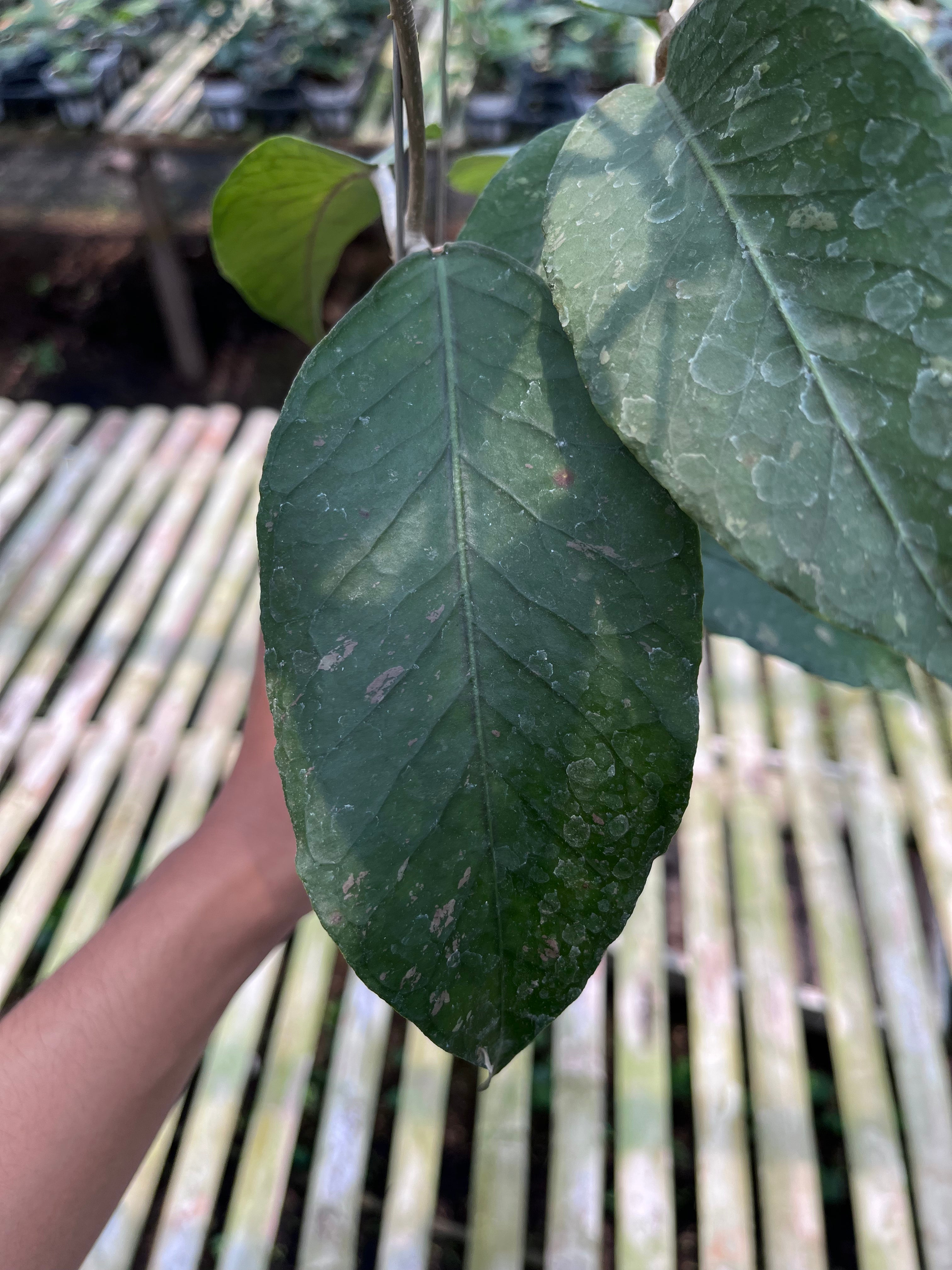 Hoya Sp Aceh Dragon Egg Clone 2