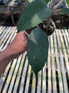 Hoya Sp Aceh Dragon Egg Clone 2