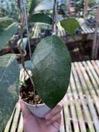 Hoya Sp Aceh Dragon Egg Clone 2