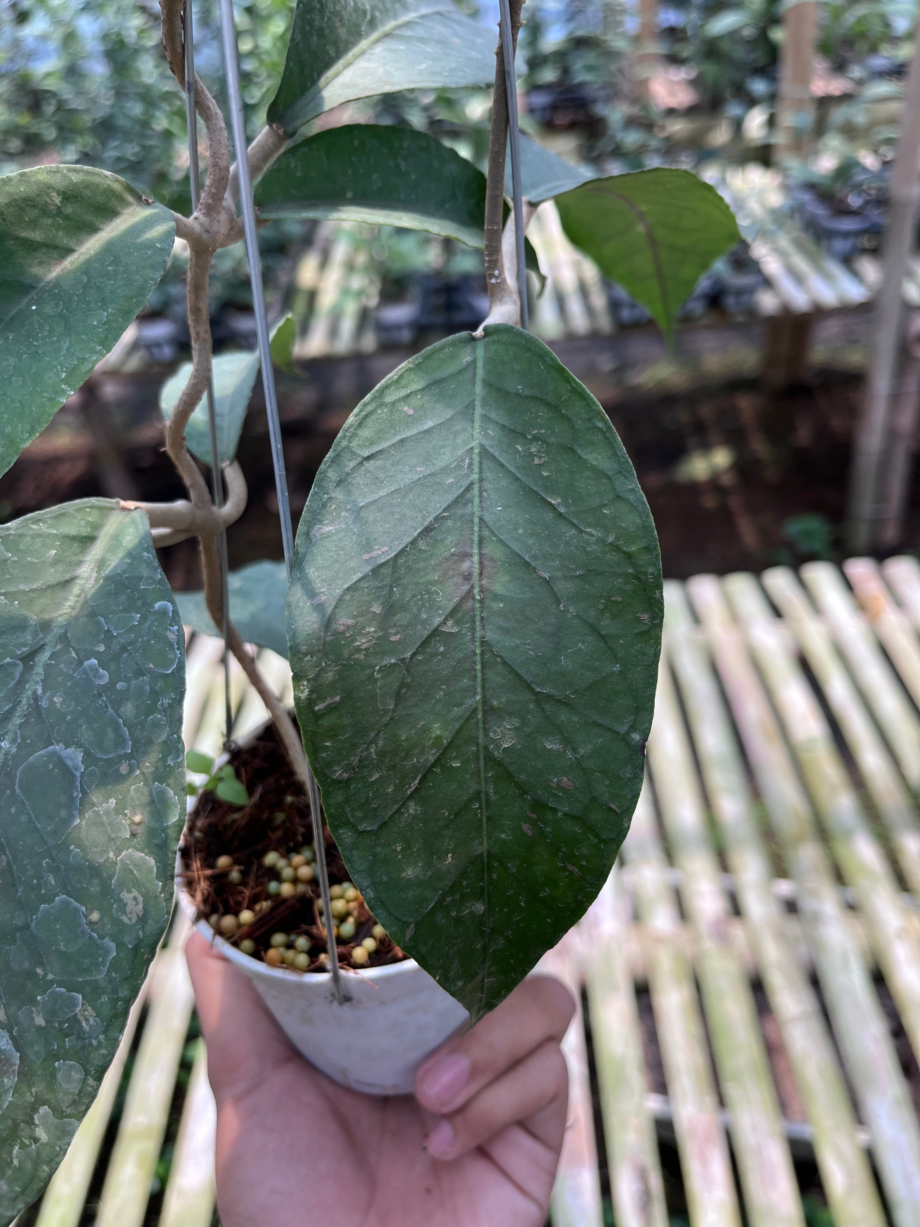 Hoya Sp Aceh Dragon Egg Clone 2
