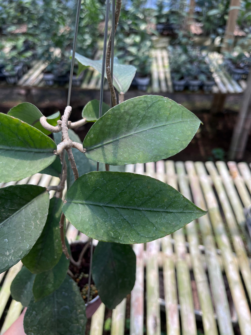 Hoya Sp Aceh Dragon Egg Clone 2
