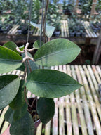 Hoya Sp Aceh Dragon Egg Clone 2
