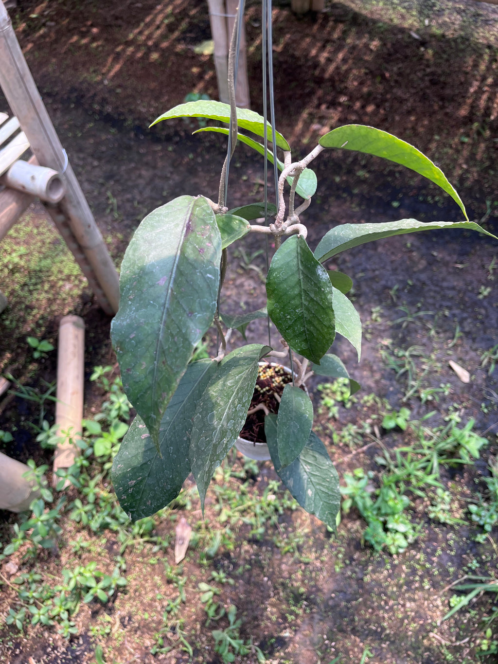 Hoya Sp Aceh Dragon Egg Clone 2