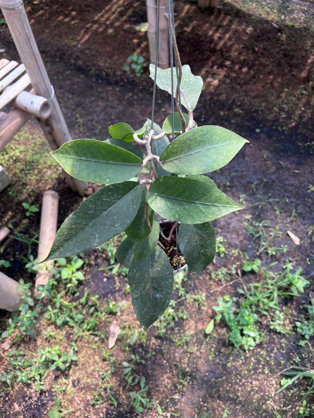Hoya Sp Aceh Dragon Egg Clone 2