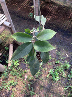 Hoya Sp Aceh Dragon Egg Clone 2