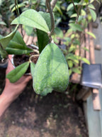 Hoya Deykeae Aceh