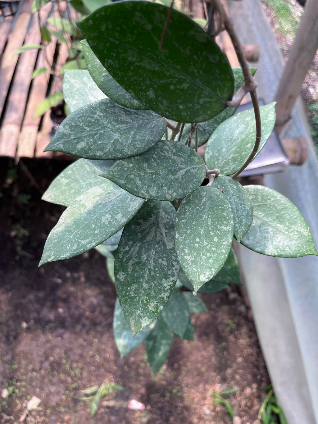 Hoya Verticillata Pacitan
