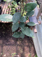 Hoya Verticillata Pacitan