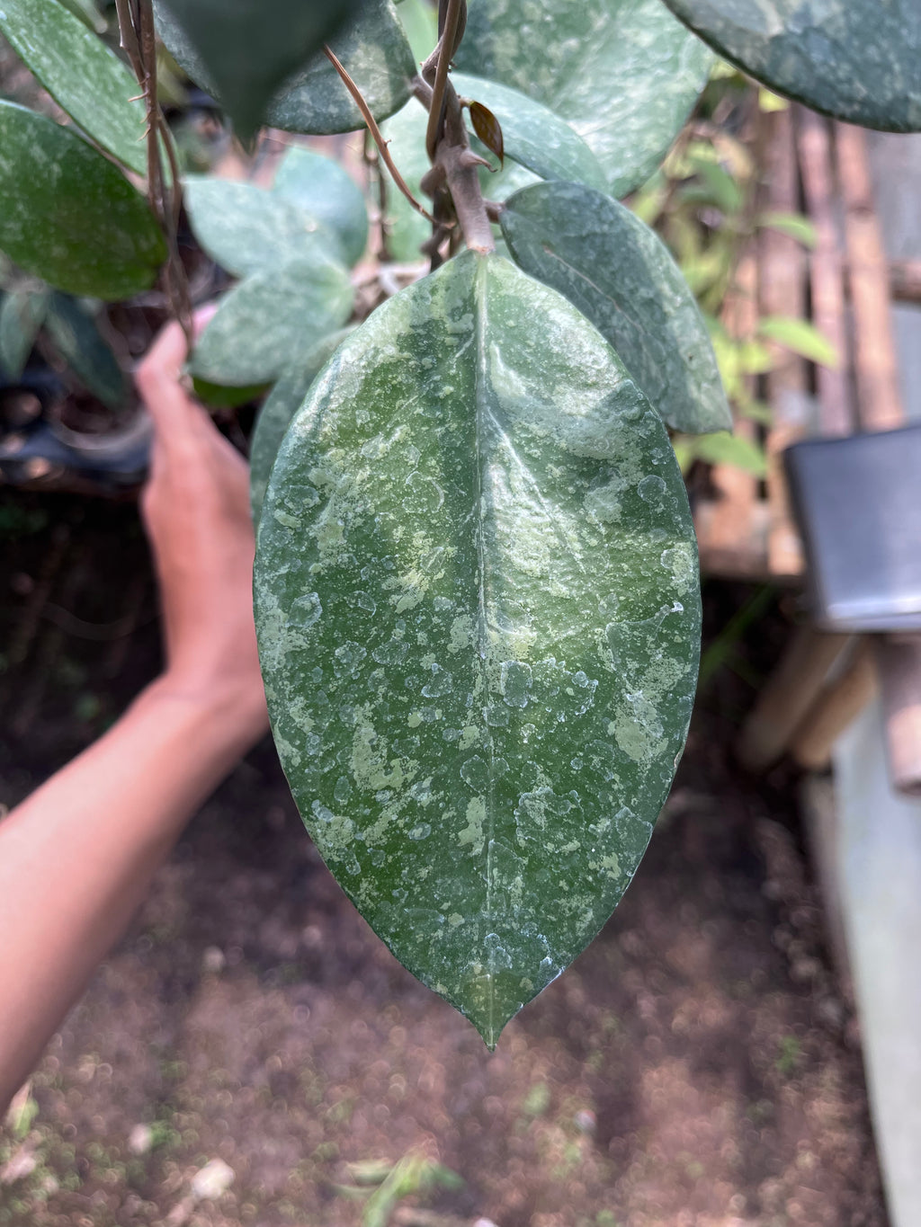 Hoya Verticillata Pacitan