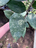 Hoya Verticillata Pacitan