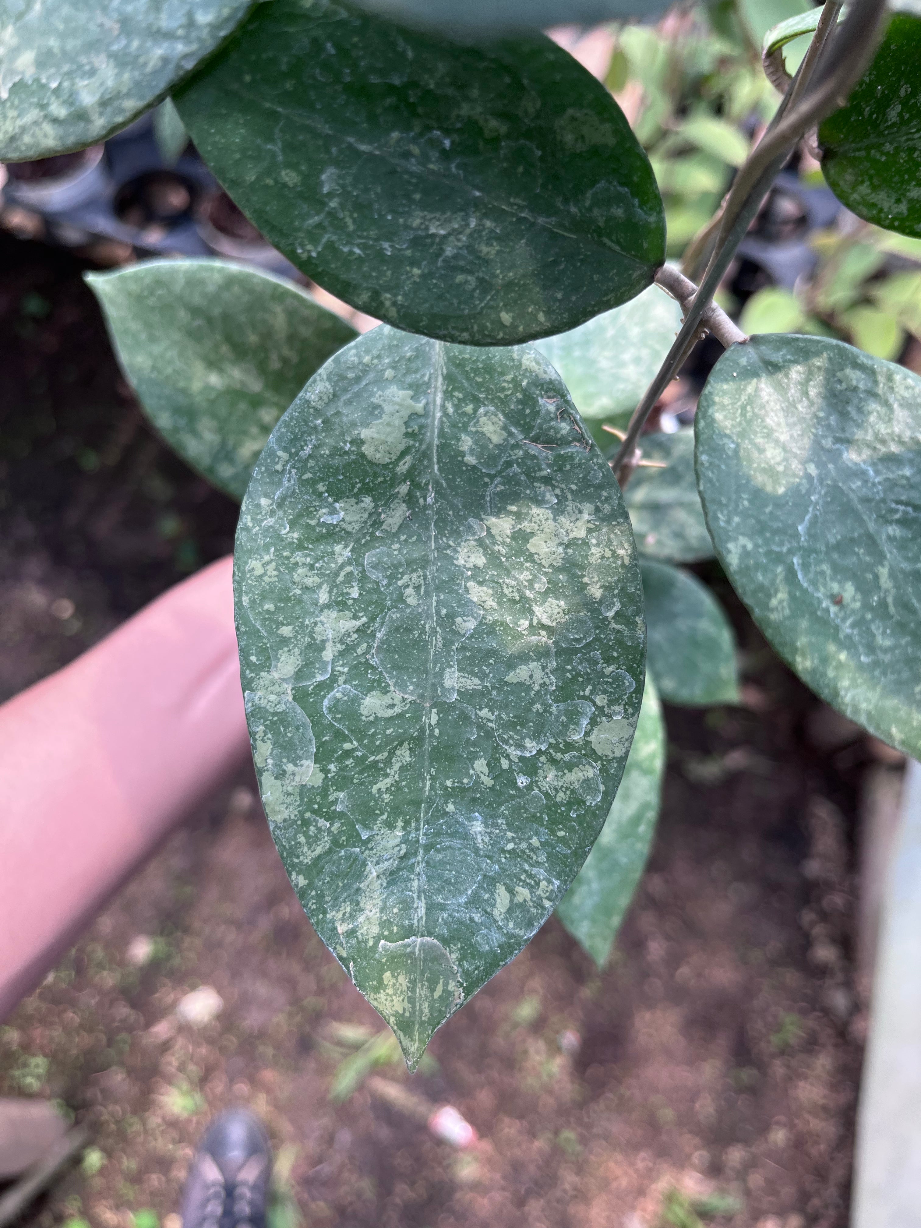 Hoya Verticillata Pacitan