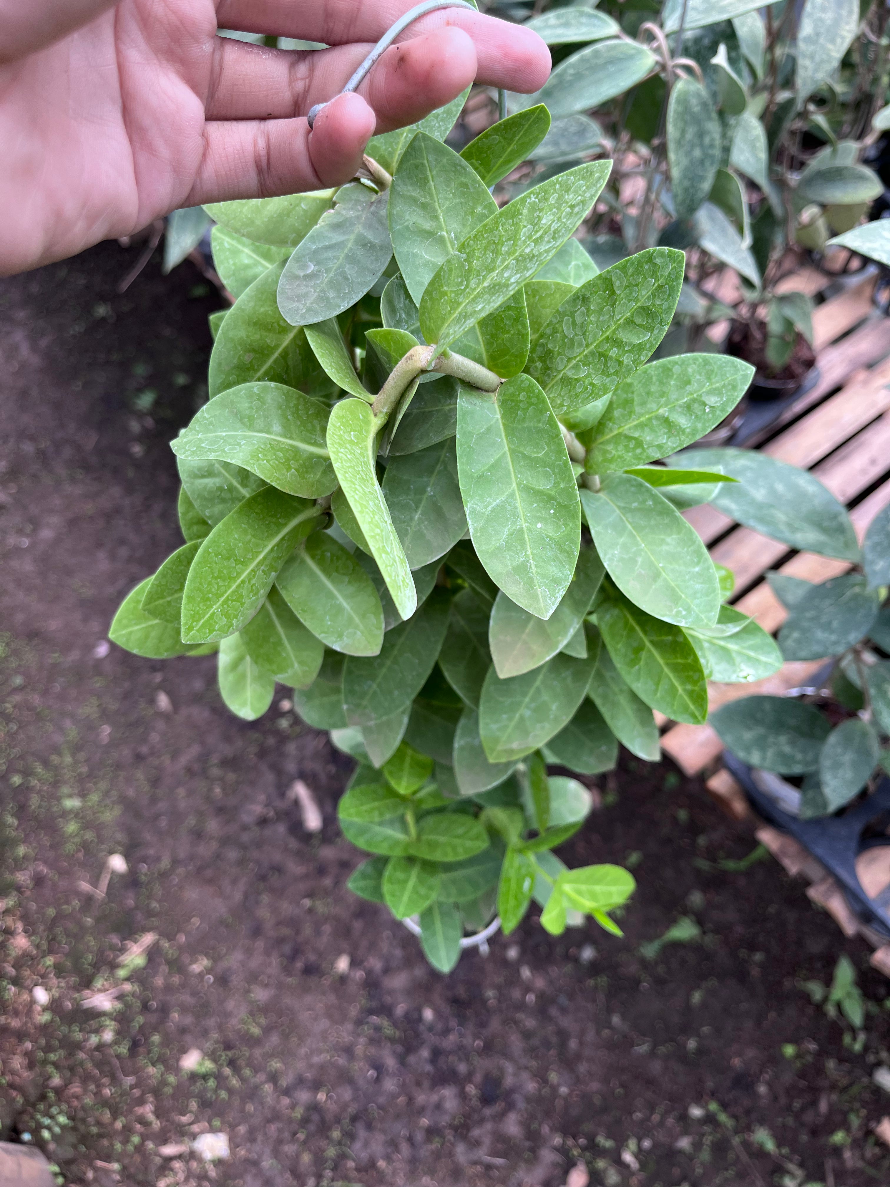 Hoya Cummingiana