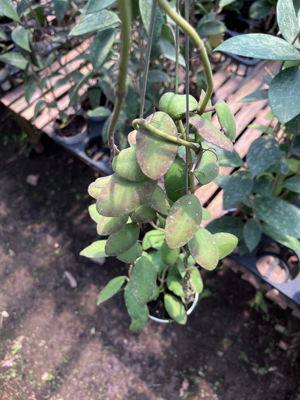 Hoya Waymaniae Regular