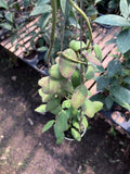 Hoya Waymaniae Regular