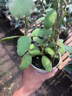Hoya Waymaniae Regular
