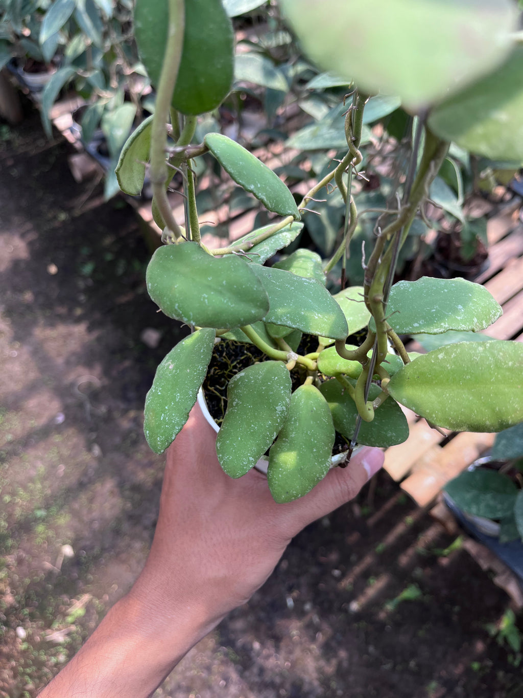 Hoya Waymaniae Regular