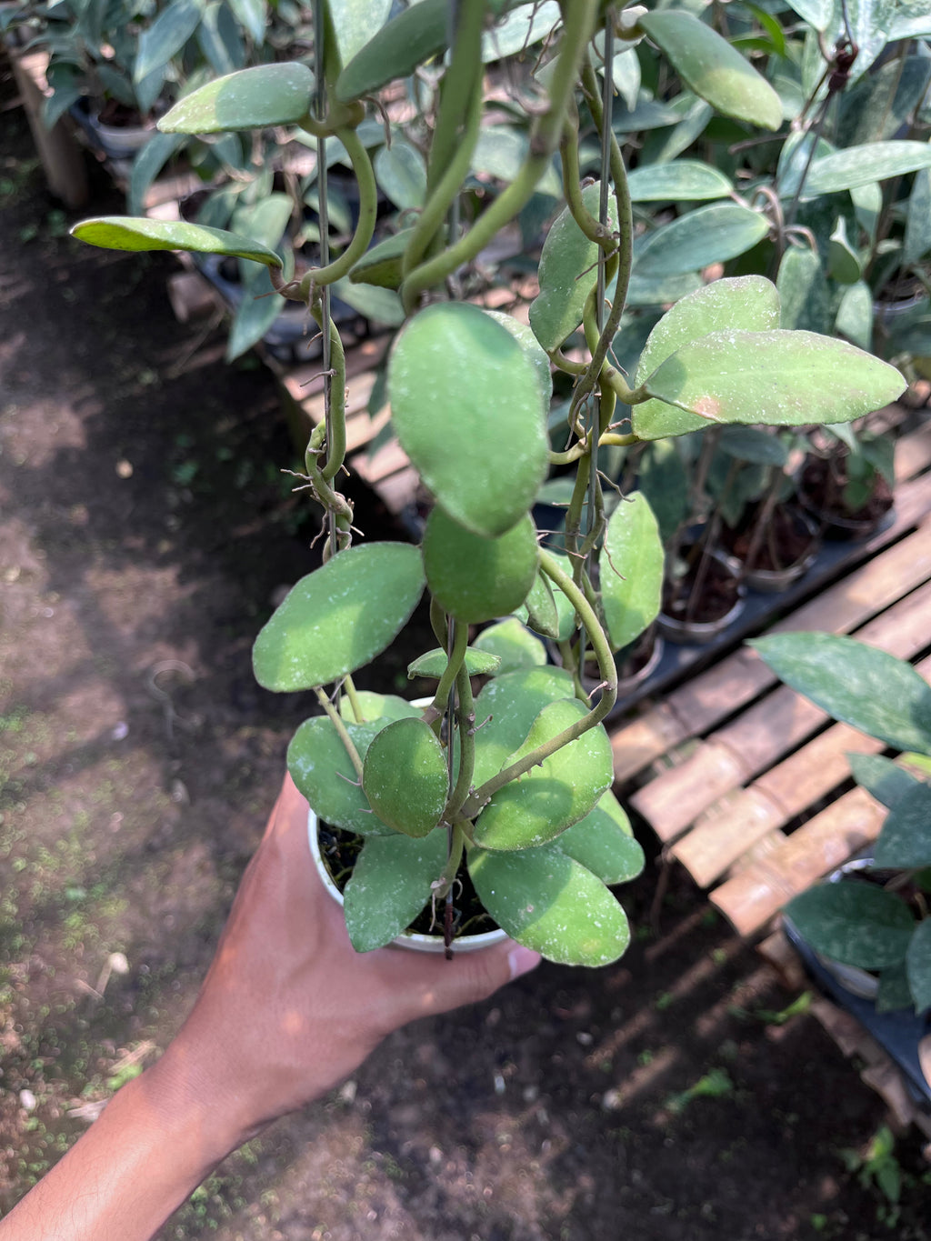 Hoya Waymaniae Regular