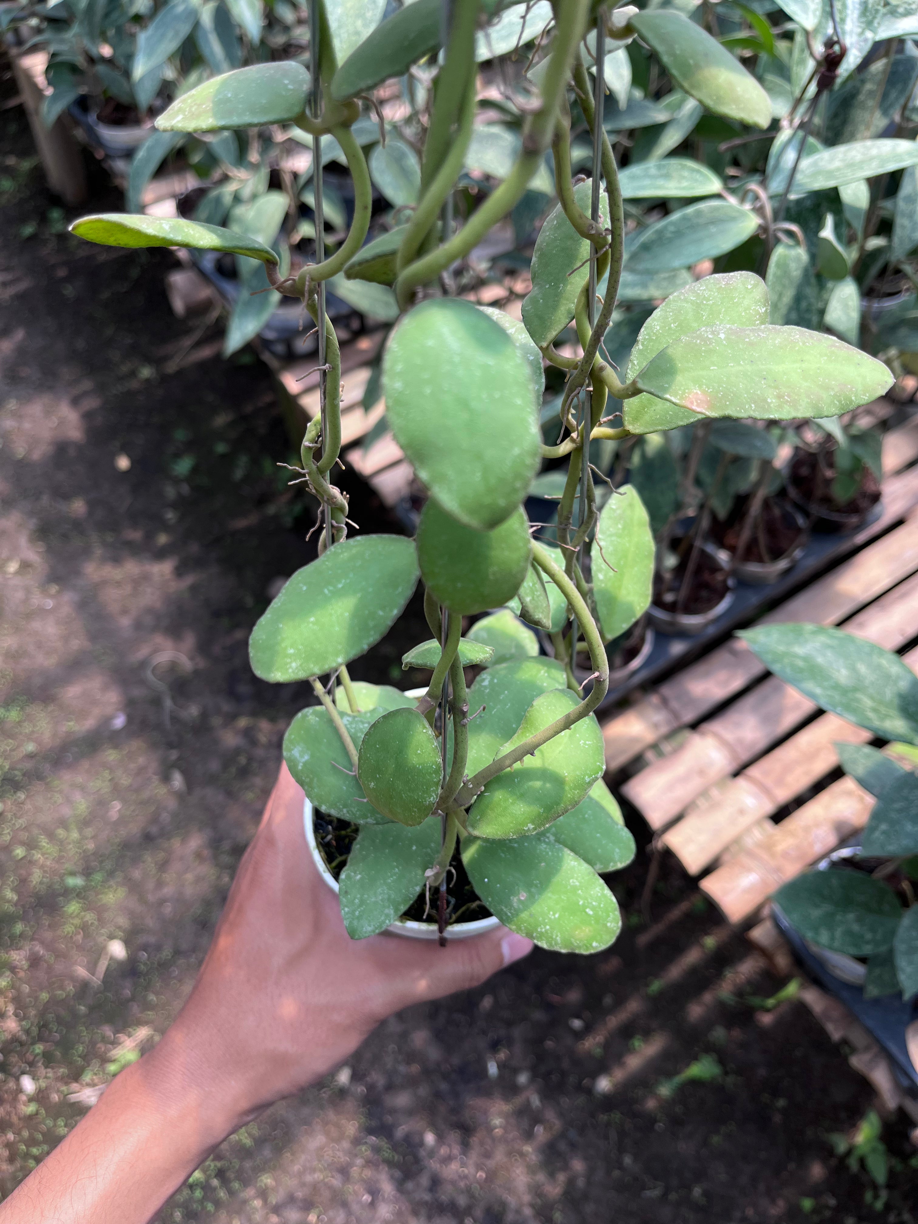 Hoya Waymaniae Regular