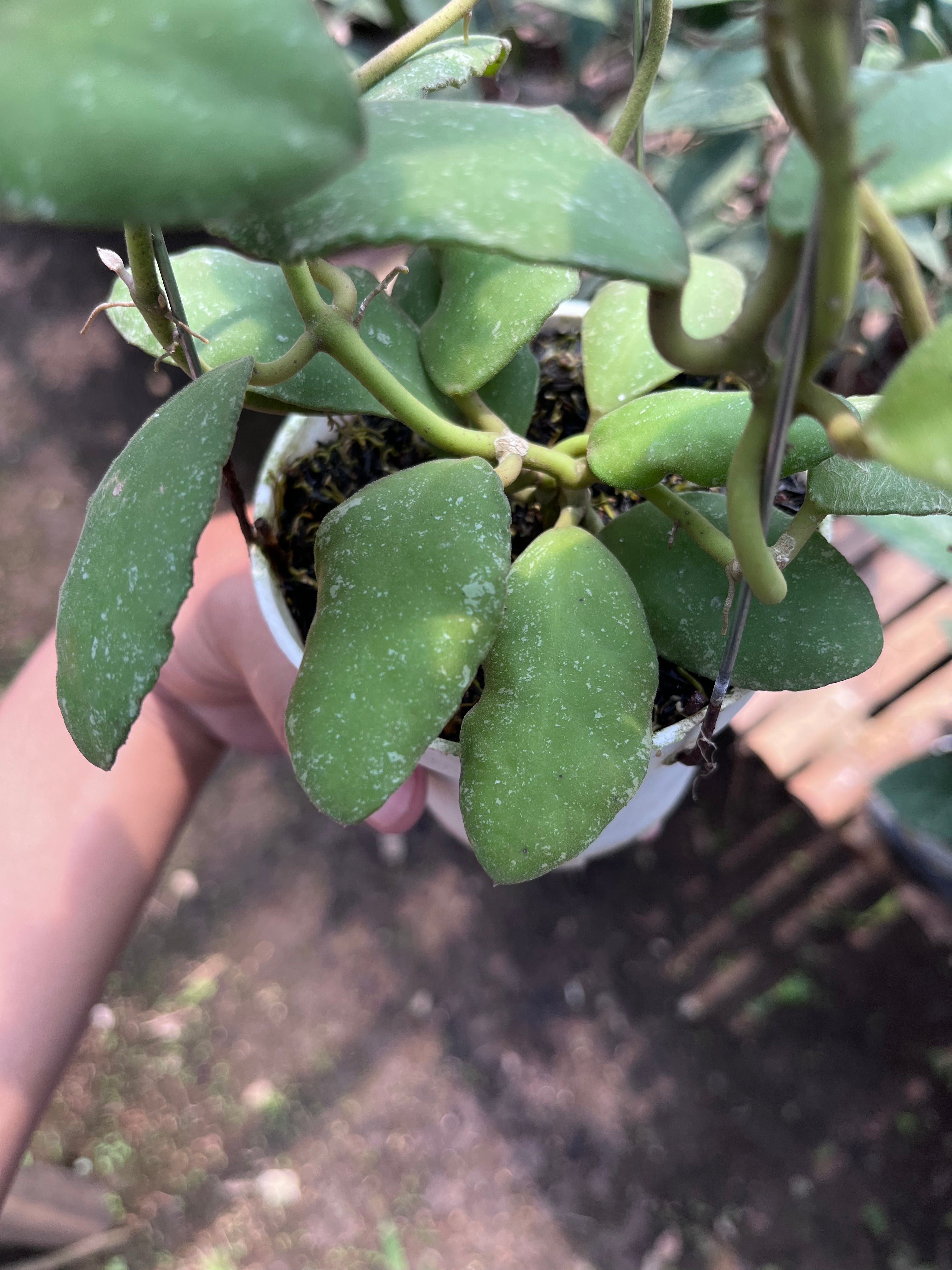 Hoya Waymaniae Regular