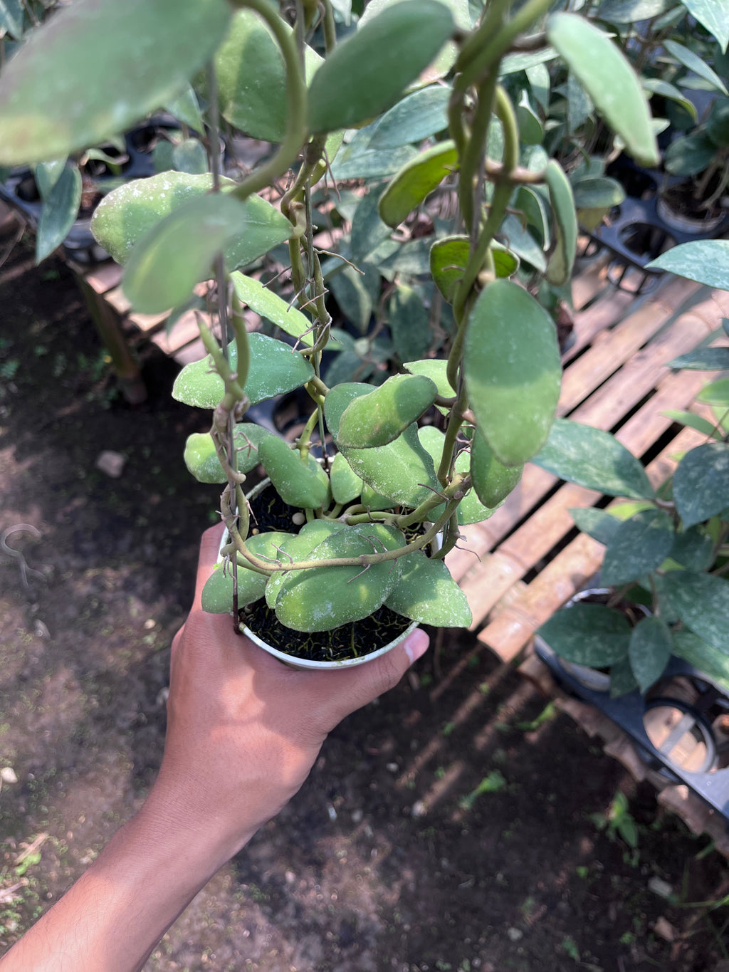 Hoya Waymaniae Regular