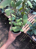 Hoya Waymaniae Regular