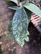 Hoya Rangsan Silver Splash