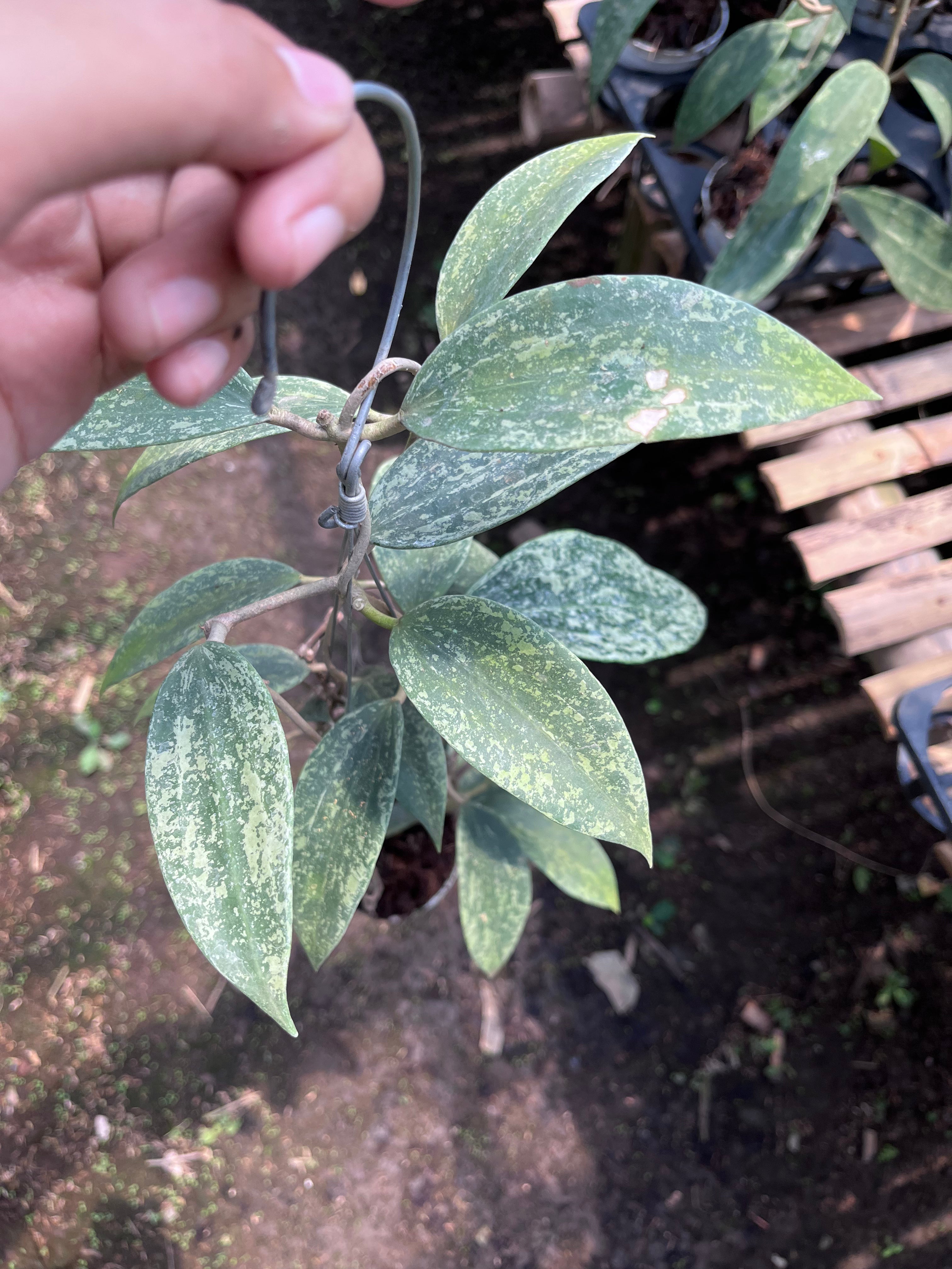 Hoya Rangsan Silver Splash