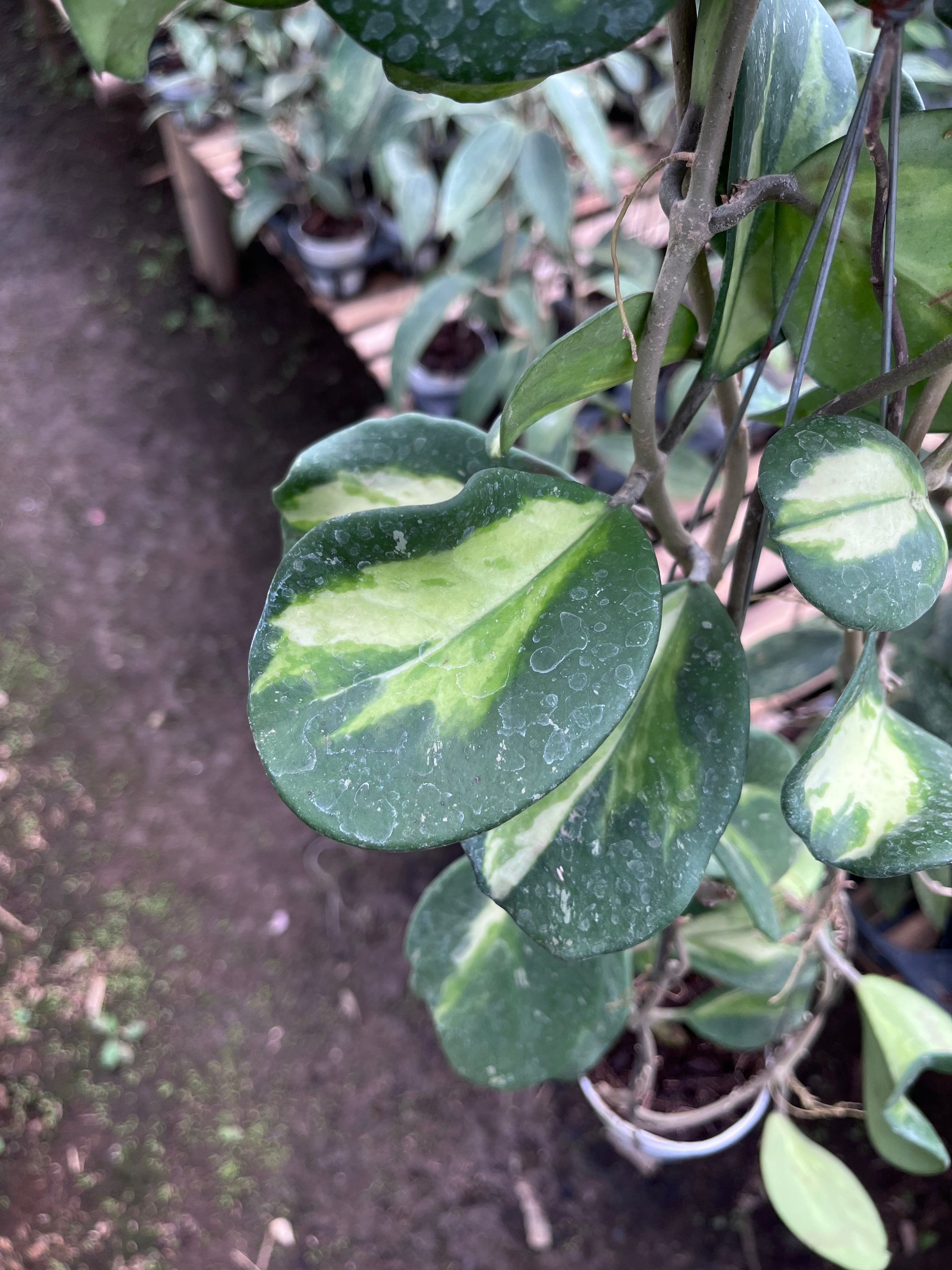 Hoya Obovata Inner Var