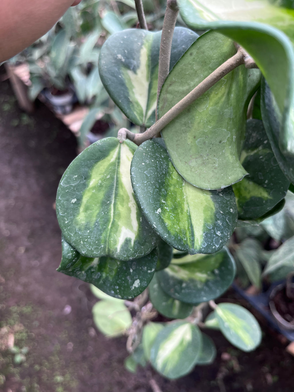 Hoya Obovata Inner Var
