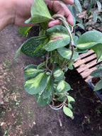 Hoya Obovata Inner Var