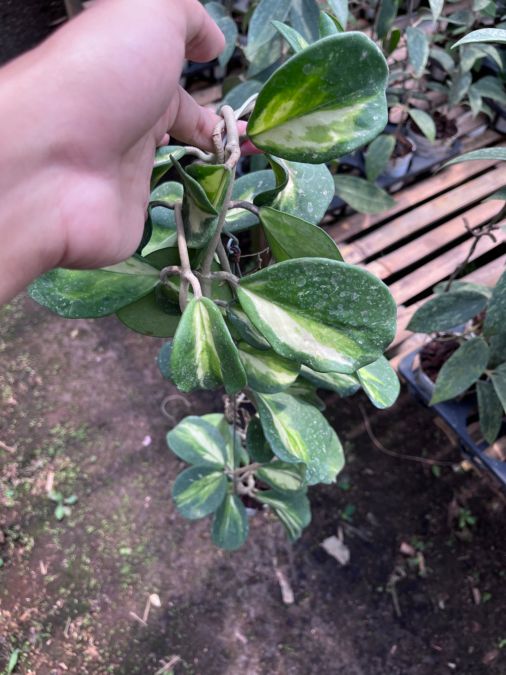Hoya Obovata Inner Var