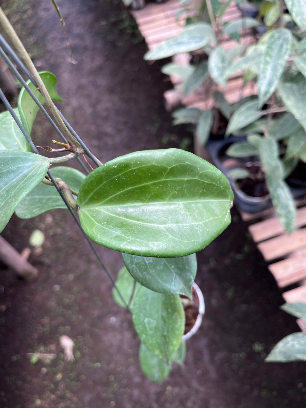 Hoya Quinquenervia