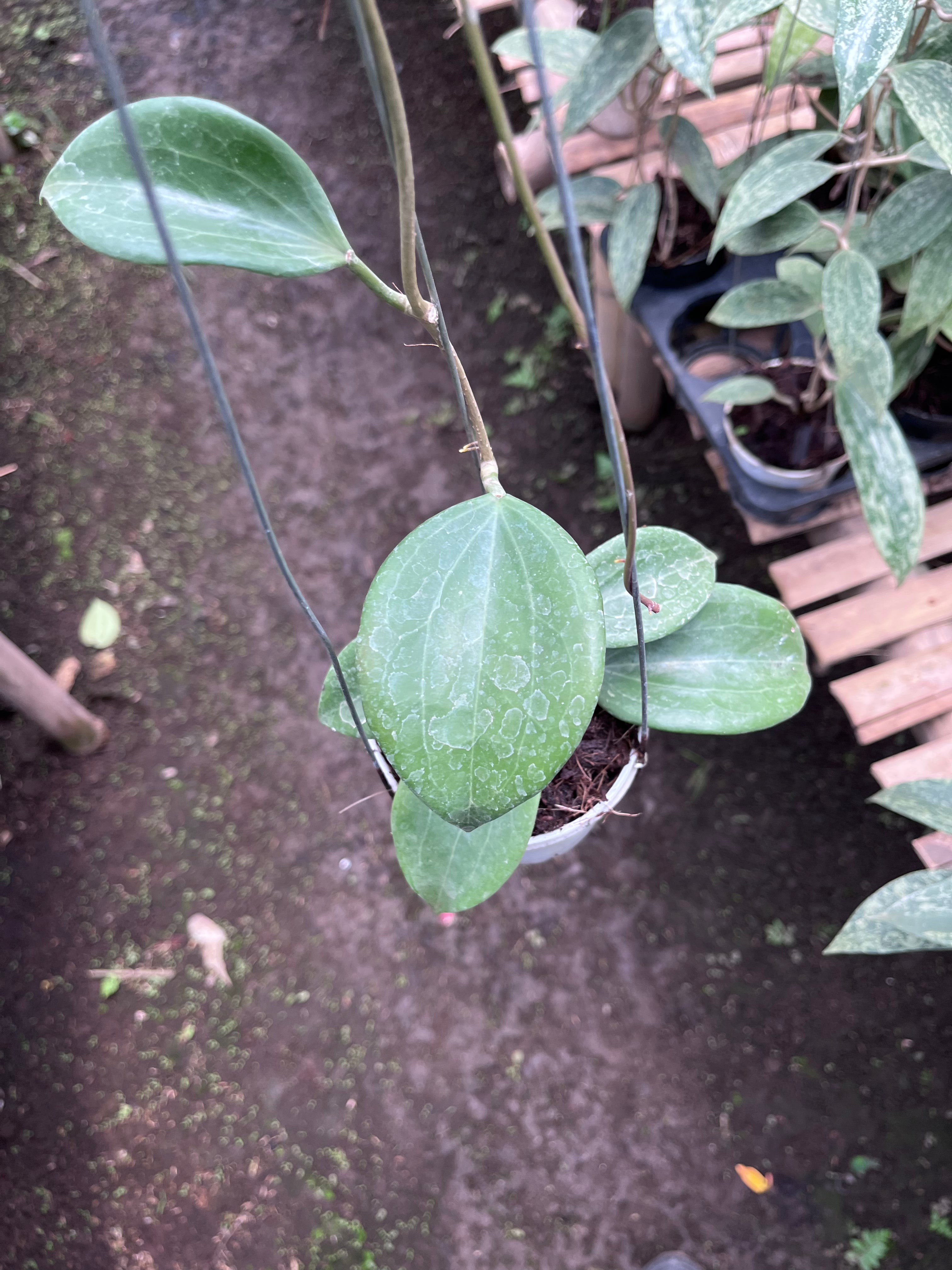 Hoya Quinquenervia