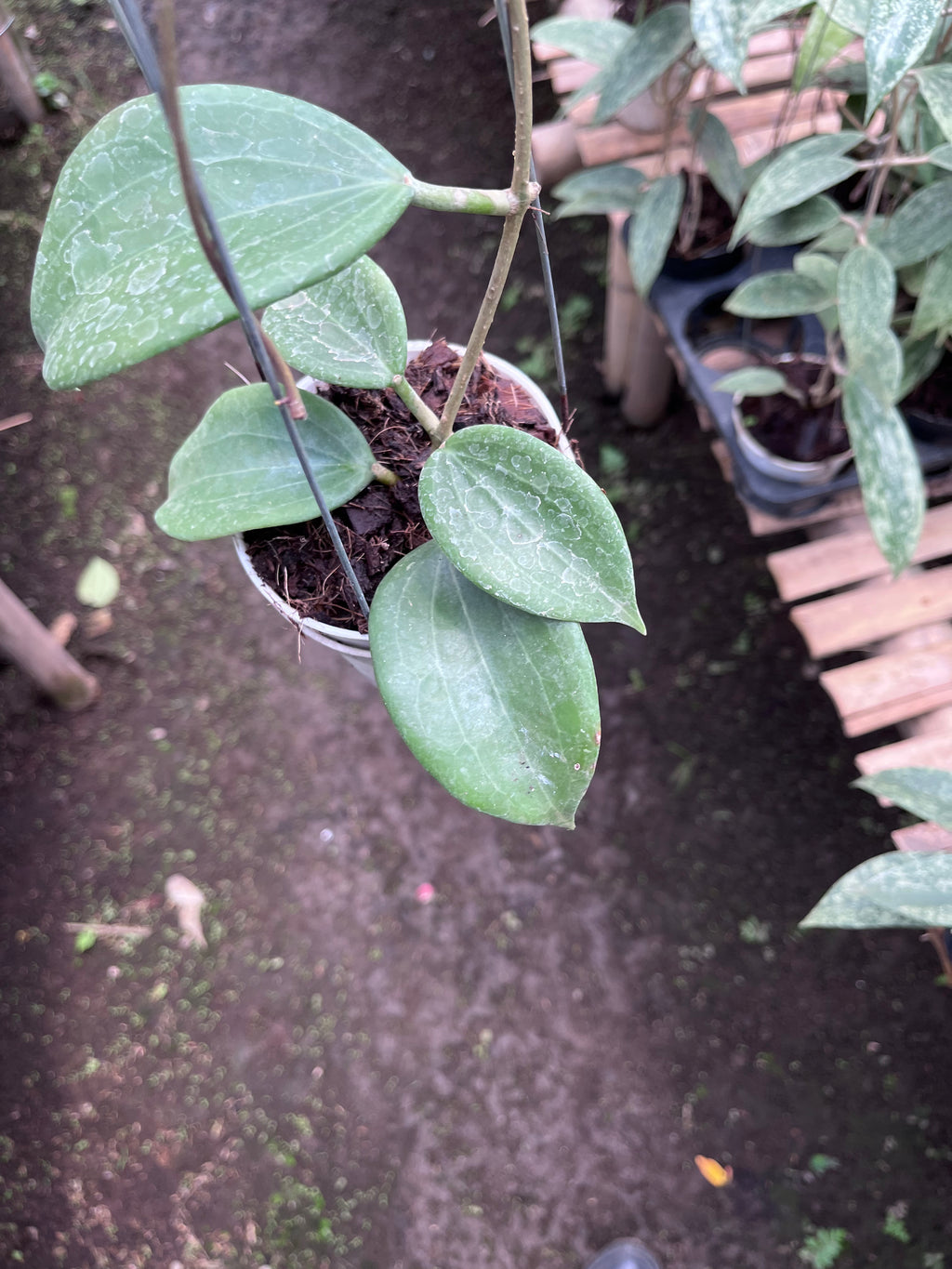Hoya Quinquenervia