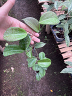 Hoya Quinquenervia