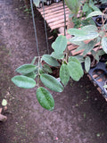 Hoya Piestolepis