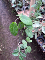 Hoya Piestolepis