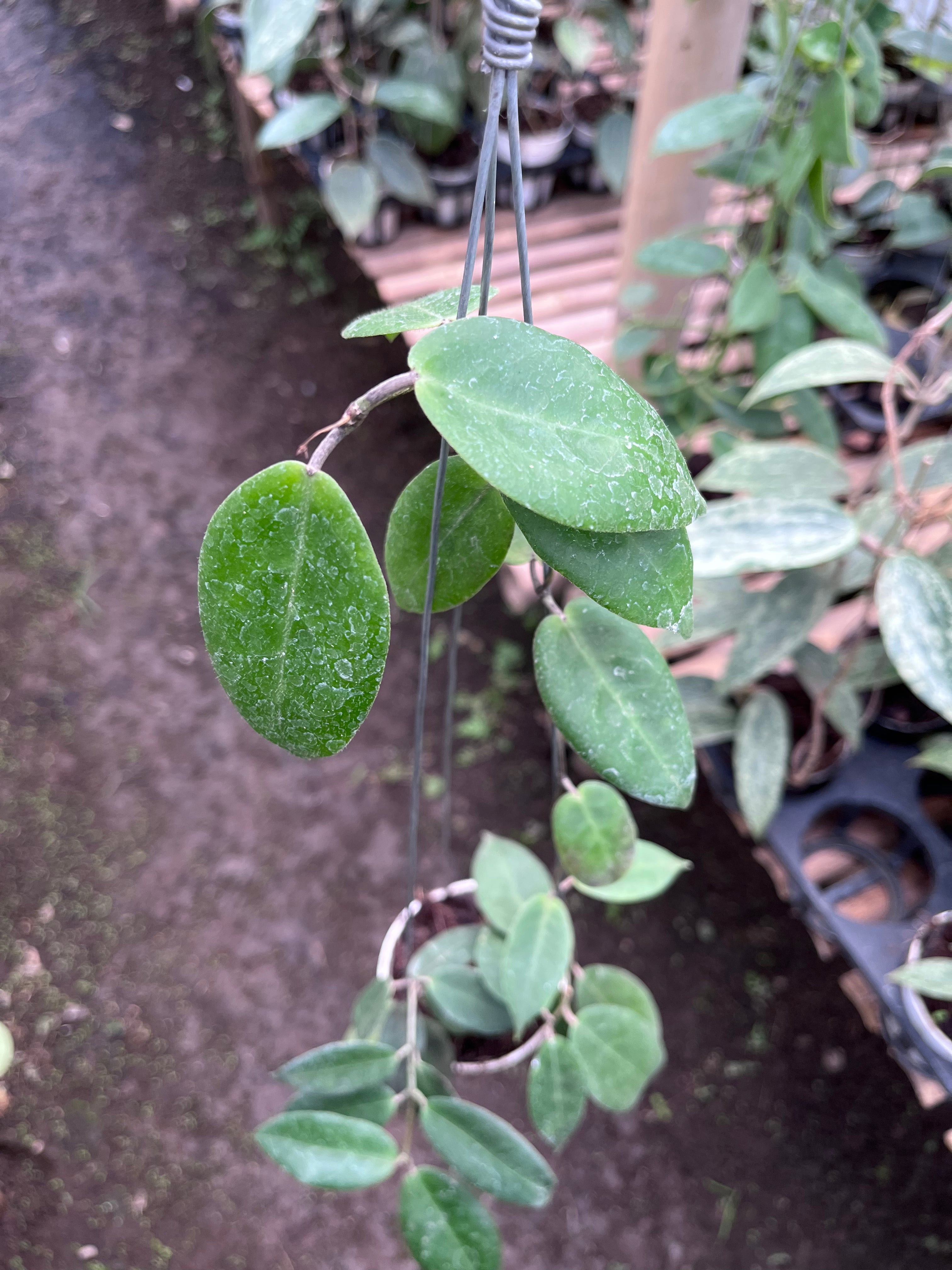 Hoya Piestolepis
