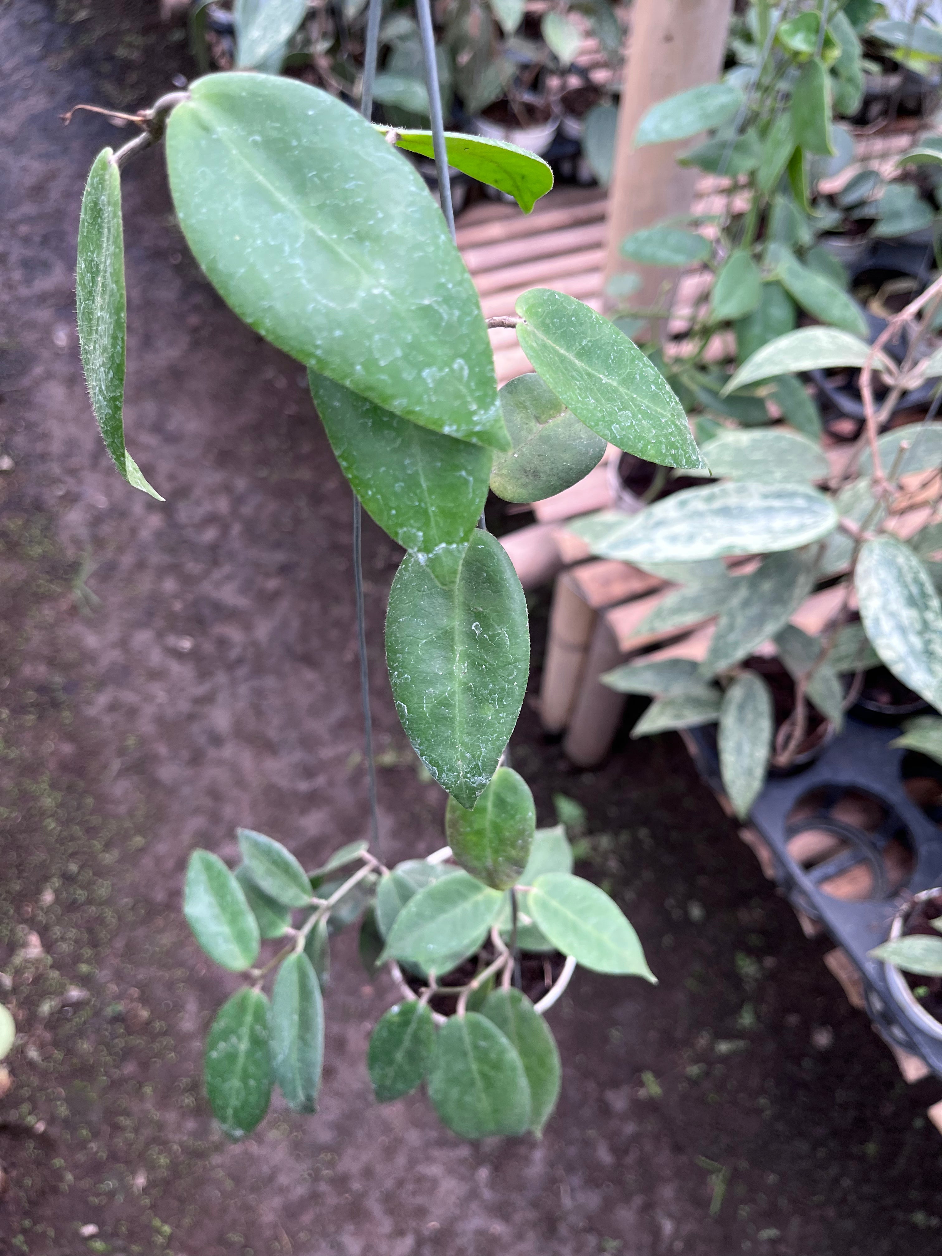 Hoya Piestolepis