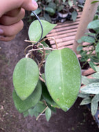 Hoya Vitellina