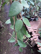 Hoya Vitellina