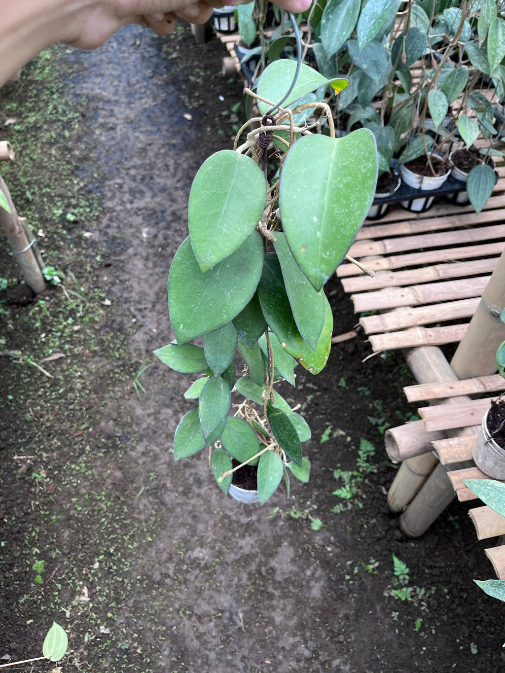 Hoya Vitellina